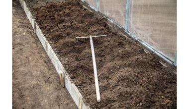 septyni daržovės niekada neužmegztos