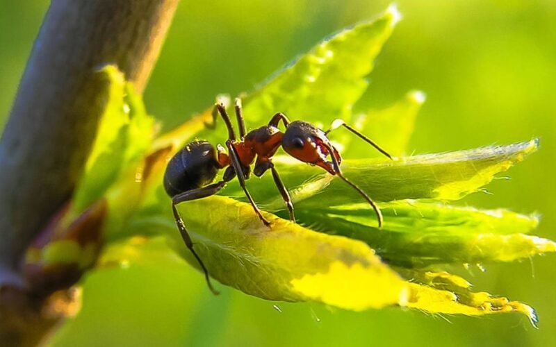 soda visam laikui naikina sodo skruzdėles