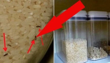 saugyti grūdai su spaustukais