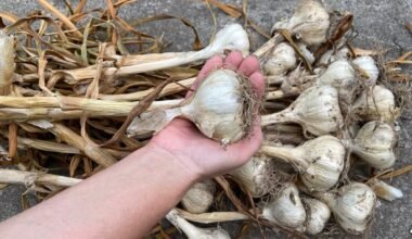 svogūnų ir česnakų laikymas