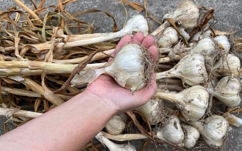 svogūnų ir česnakų laikymas