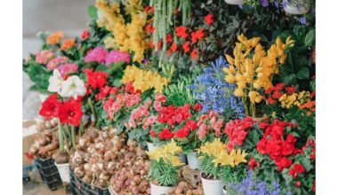 dvi ilgiau žydinčios gėlės