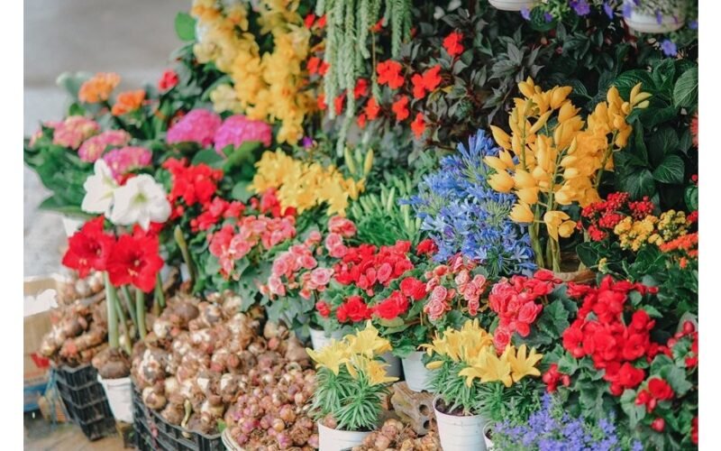 dvi ilgiau žydinčios gėlės