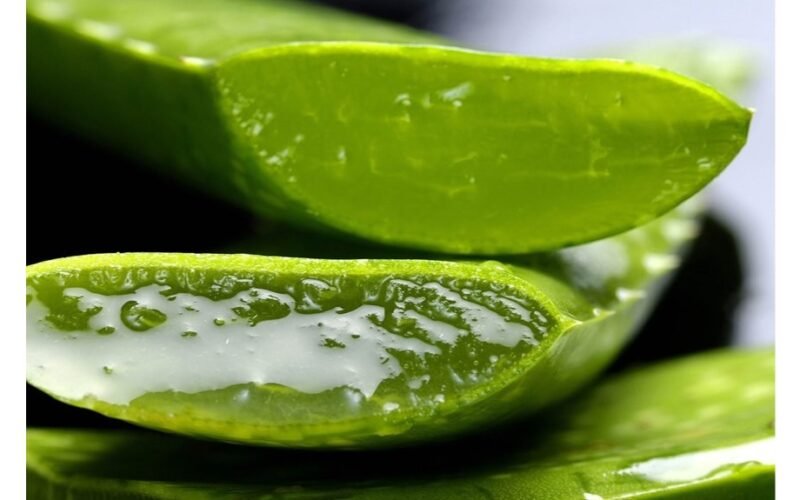 palaukite 24 valandas prieš laistydami