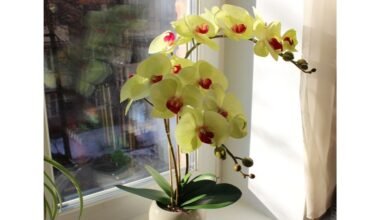 Laistykite orchidėjas taip