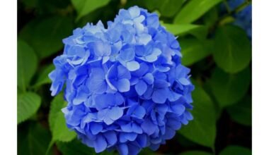 nuvytusi hortenzija ant palangės