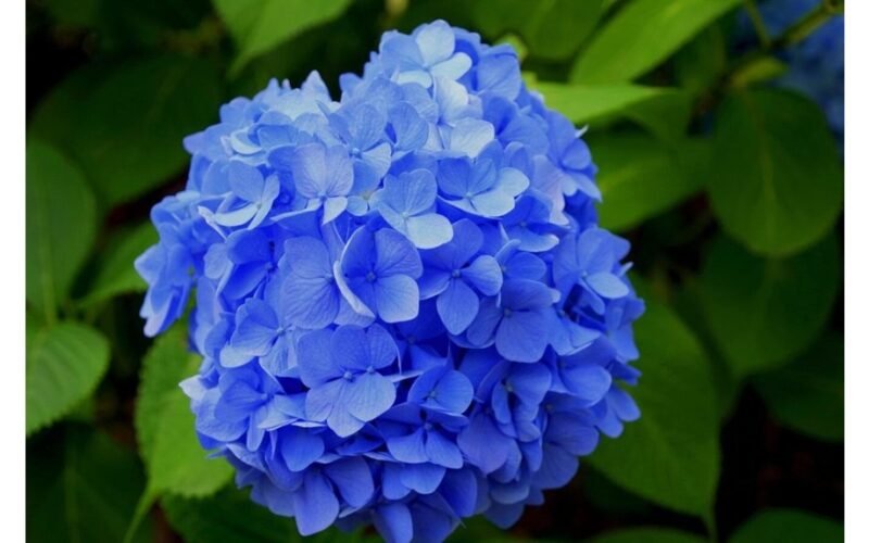 nuvytusi hortenzija ant palangės