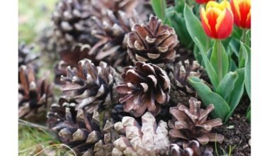 Patyrę sodininkai tempia kankorėžius