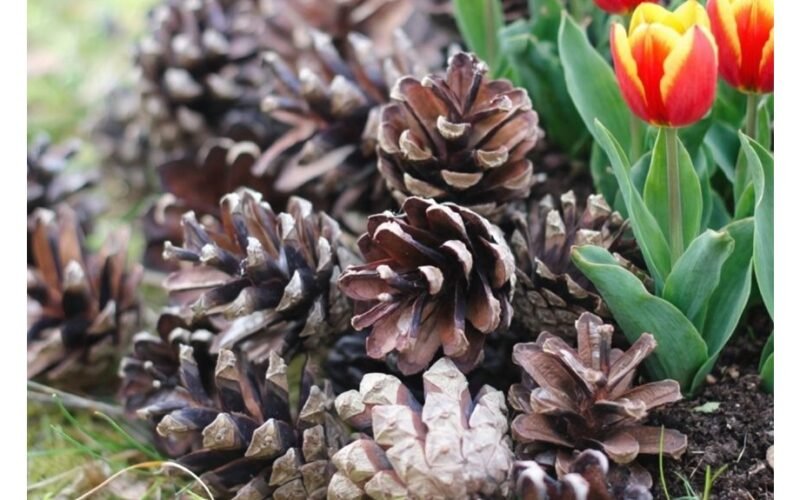 Patyrę sodininkai tempia kankorėžius