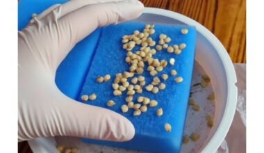 apsaugoti paprikų sėklas pigiai