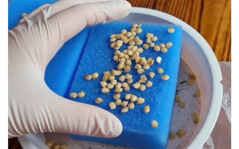 apsaugoti paprikų sėklas pigiai