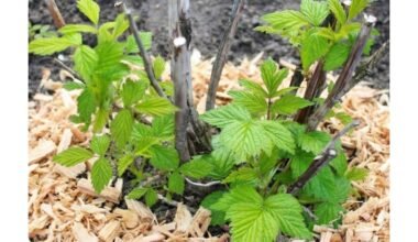 genėkite avietes kovo mėnesį