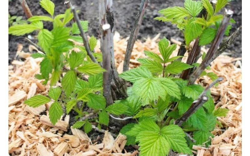 genėkite avietes kovo mėnesį