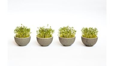 sėklos daigina be dirvos