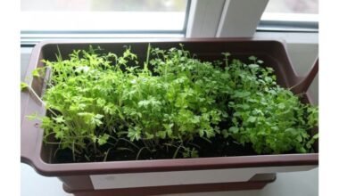 žiemos palangės prieskoninių žolelių darželis