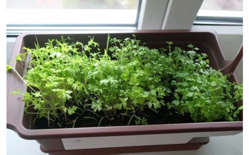 žiemos palangės prieskoninių žolelių darželis