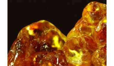 Gintaras rastas po Antarktida