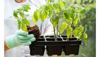 Nepirkite šių daigų