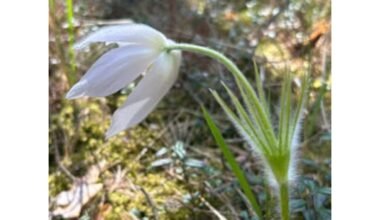 Neįprastas objektas rastas Latvijoje