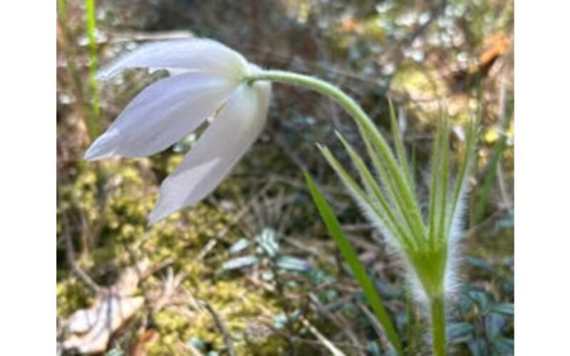 Neįprastas objektas rastas Latvijoje