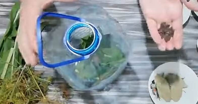 Traškūs sūdyti agurkai plastikinėje talpoje žingsnis 2
