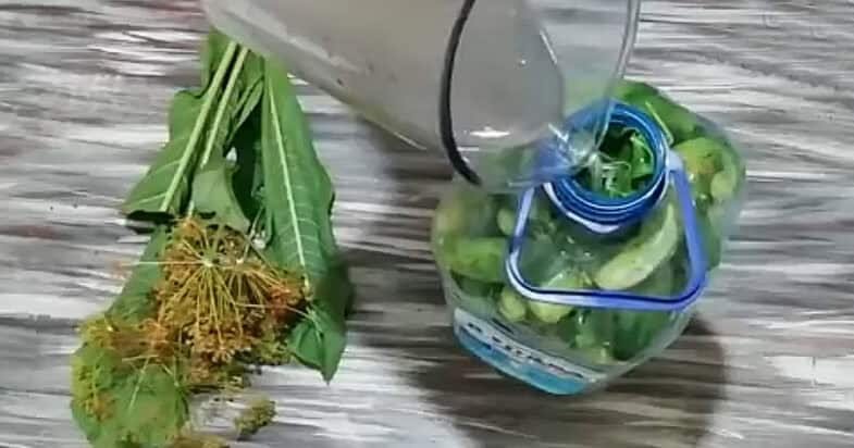 Traškūs sūdyti agurkai plastikinėje talpoje žingsnis 3