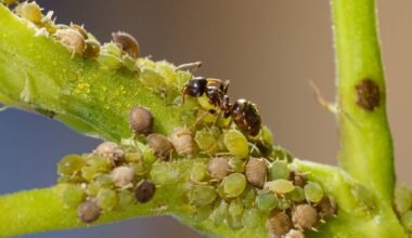 Amarai ir skruzdėlės pasitraukia nuo aitrių daržovių užpilo