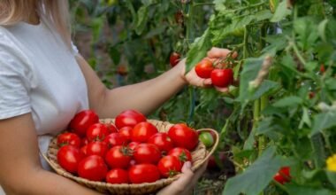 Pomidorų viršūnės džiūsta ne be priežasties, kaip laiku pastebėti boro trūkumą
