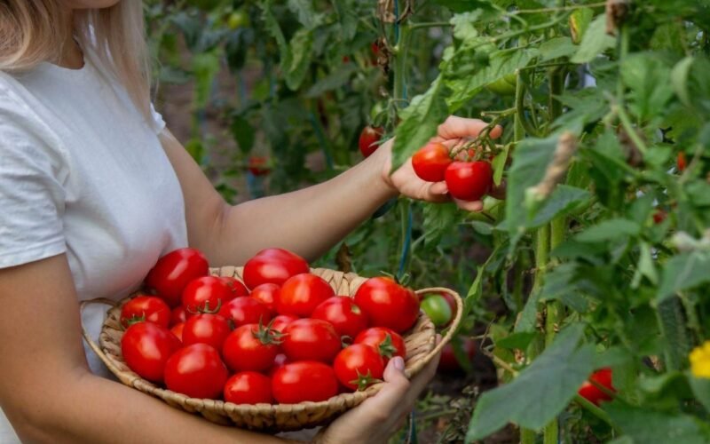 Pomidorų viršūnės džiūsta ne be priežasties, kaip laiku pastebėti boro trūkumą